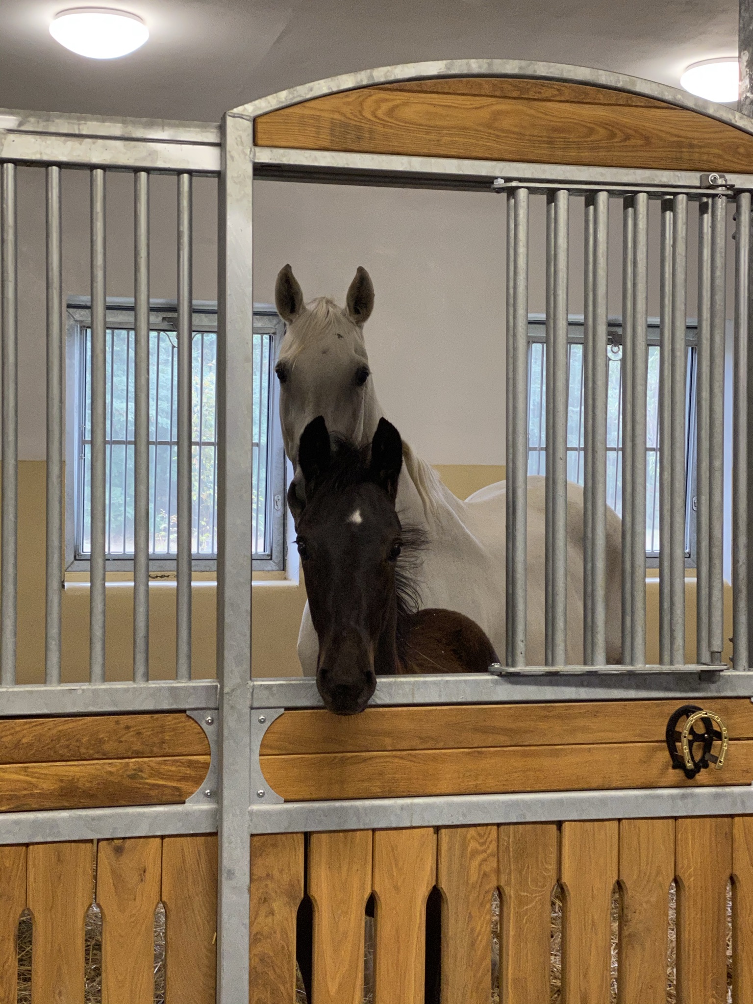 první koně se stěhují do velkých přílep equidressage cz